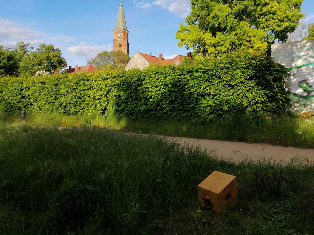 Beim Schwarmfang am Dom